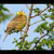 Strnad obecný (Emberiza citrinella)