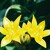 Česnek zlatý (Allium moly)
