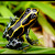 Jedovatá kráska... (Dendrobates ventrimaculattus)