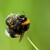 Cmeliak (Bumble Bee)