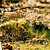 Sluncem zalitý les....