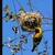 Southern Masked Weaver (snovač) I