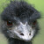 EMU