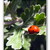 Ladybird ( V trávě3 )