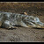 Krokodýl ležící, spící