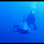 Velký karibský žralok