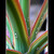 - - - pláč rostlin II - - -
