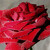 Kouzlo krásné růže