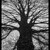 Stín jednoho stromu