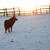 Pes při zimním západu slunce