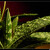 Aloe Amaryllis