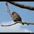Vrabec na větvi