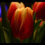A Tulip in the Dark