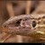 Common Lizard (Zootoca vivipara) [jasterica zivoroda]