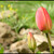 Tulipán 1