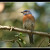 WESTERN  BLUEBIRD