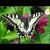 Motýľ Emanuel