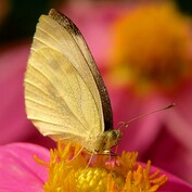 Léto s motýlem (Bělásek řepkový)