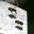 Včely v letu