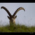 Kozorožec horský (Capra Ibex)