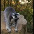 Lemur - Zoo Plzen