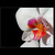 Orchidej