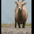 Bighorn sheep