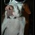 Dogs fashion
