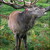 Red deer stag