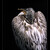 ..:::odvrácená strana pelikána:::..