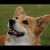 Welsh Corgi