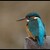 Ledňáček říční (Alcedo atthis) ( Kingfisher)
