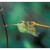 Sympetrum vulgatum