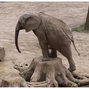 slonus cirkusus