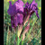 Kosatec nízký (Iris pumila L.)