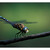 Aeshna mixta