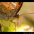 palawanský motýlek