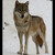 vlk (Canis lupus)