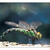 Aeshna cyanea