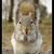 squirrel  IV