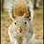 squirrel VI.