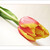 ...milujem tulipány...