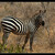 Keňa 2006 národní park Tsavo East 3