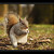 squirrel VII