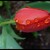 Chlouba tulipánu v dešti