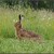 Lepus europaeus