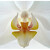 Phalaenopsis