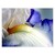 Iris 2