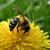 Usilovná včielka