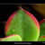 Aeonium decorum variegata
